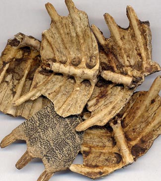 Bie Jia 鱉甲 - Trionycis Carapax