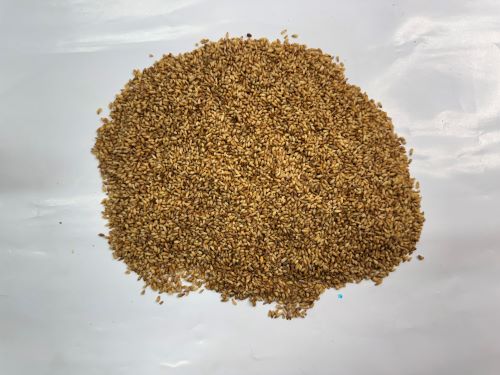 Bai Zi Ren 柏子仁 - Platycladi Semen