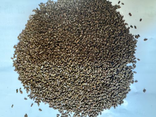 Jue Ming Zi 決明子 - Cassiae Semen