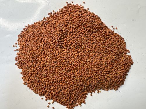 Chu Shi Zi 楮實子 - Broussonetiae Fructus