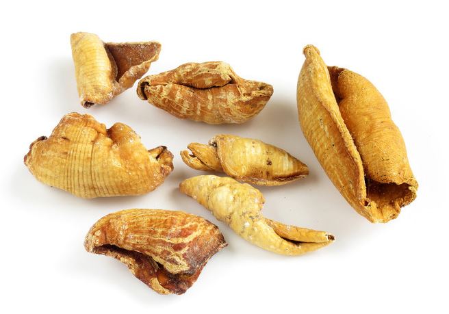 Chuan Shan Jia 穿山甲 - Squama Manitis