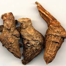 Chuan Wu 川烏 - Aconiti Radix