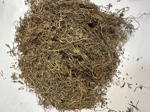 E Bu Shi Cao 鵝不食草 - Centipedae Herba