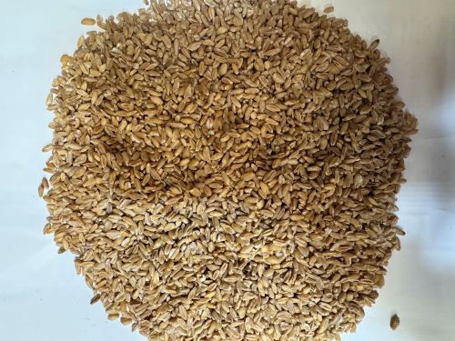 Fu Xiao Mai 浮小麥 - Avena Sativa Semen