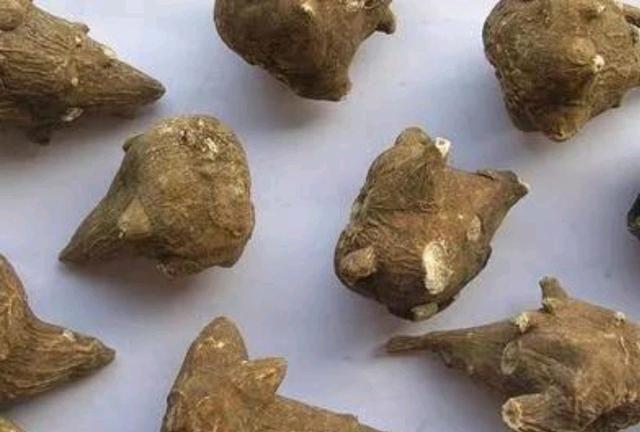 Fu Zi 附子 - Aconiti Radix Lateralis Praeparata