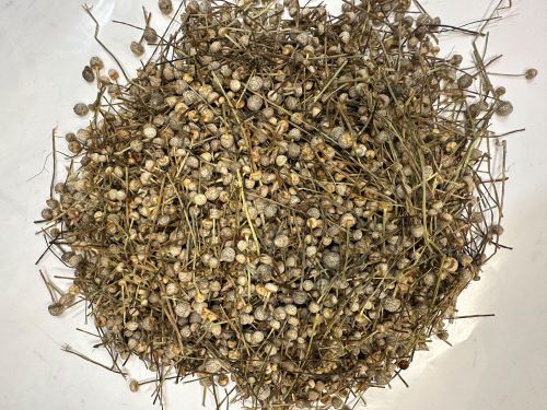 Gu Jing Cao 榖精草 - Eriocauli Flos