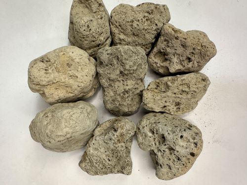 Hai Fu Shi 海浮石 - Pumice Fossilis