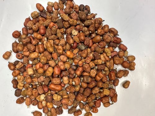 Hong Dou Kou 紅豆蔻 - Galangae Fructus