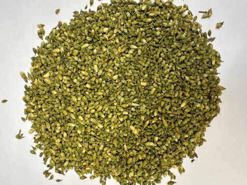 Huai Hua 槐花 - Sophorae Flos