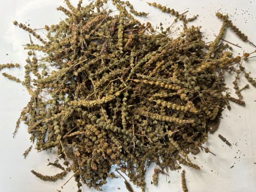 Jing Jie 荊芥 - Schizonepetae Herba