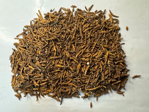 Jiu Jie Chang Pu 九節菖蒲 - Anemone Altaica Rhizoma