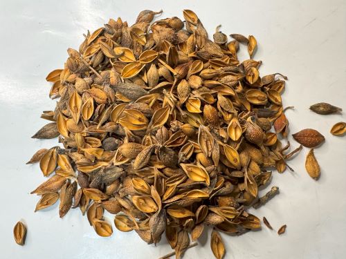 Lian Qiao 連翹 - Forsythiae Fructus