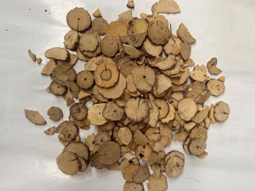 Mu Tong 木通 - Akebiae Caulis