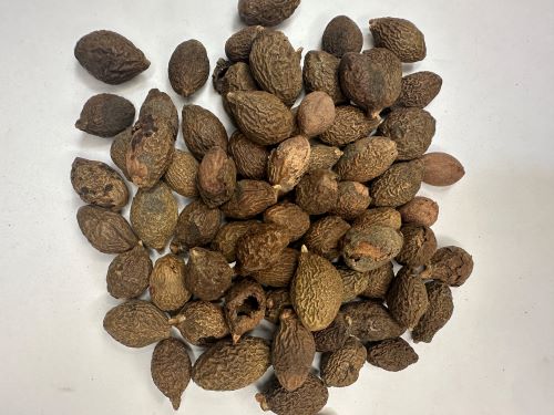 Pang Da Hai 胖大海 - Sterculiae Lychnophorae Semen