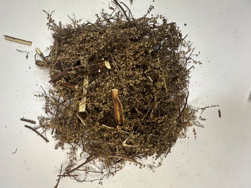 Qing Hao 青蒿 - Artemisiae Annuae Herba