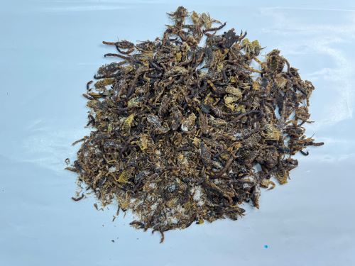 Quan Xie 全蠍 - Scorpio