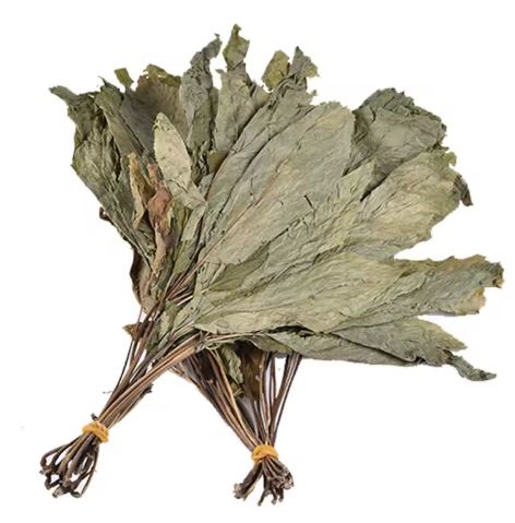 Ren Shen Ye 人參葉 - Ginseng Folium