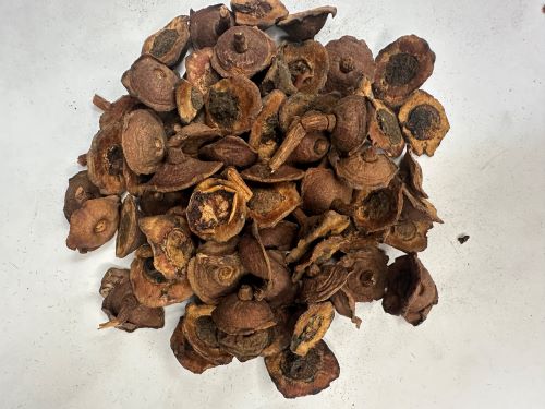 Shi Di 柿蒂 - Kaki Calyx