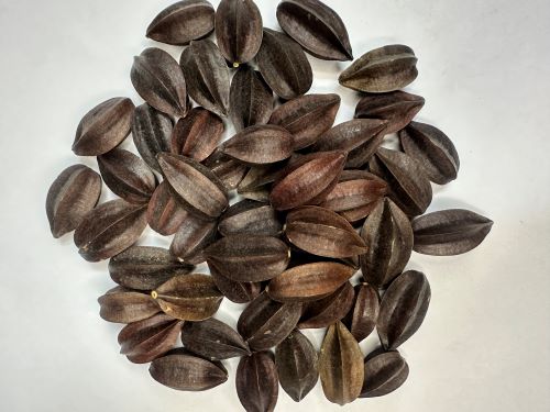 Shi Jun Zi 使君子 - Quisqualis Fructus