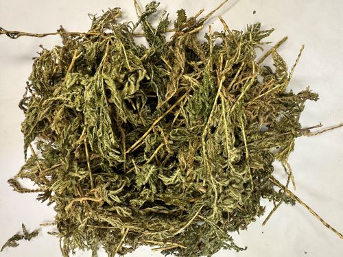 Shi Shang Bai 石上柏 - Selaginella Doederleinii Herba