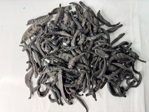 Shui Zhi 水蛭 - Hirudo