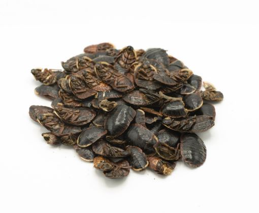 Tu Bie Chong (Zhe Chong) 土鼈蟲 (䗪虫) - Eupolyphaga Steleophaga