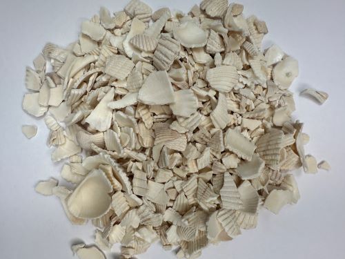 Wa Leng Zi 瓦楞子 - Arcae Concha