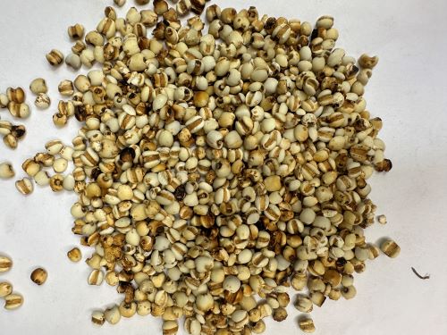 Chao Yi Yi Ren 炒薏苡仁- Coicis Semen Praeparata