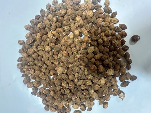 Yi Zhi 益智 - Alpiniae Oxyphyllae Fructus