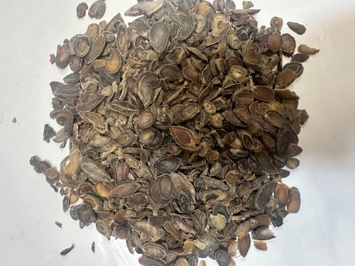 Yu Jin 鬱金 - Curcumae Radix