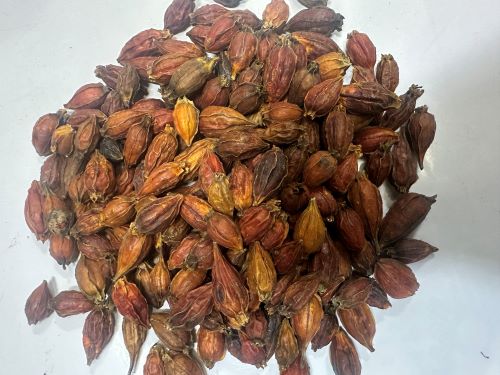 Zhi Zi 梔子 - Gardeniae Fructus