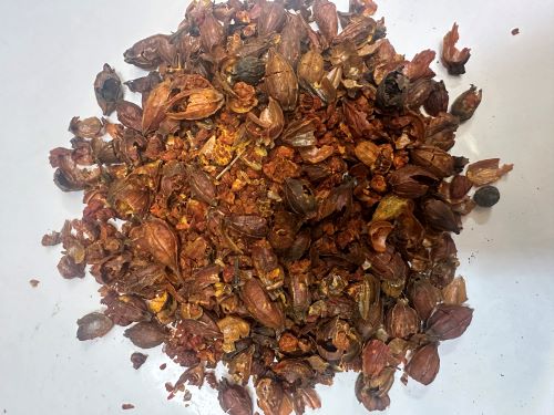 Chao Zhi Zi 炒梔子 - Gardeniae Fructus Praeparata