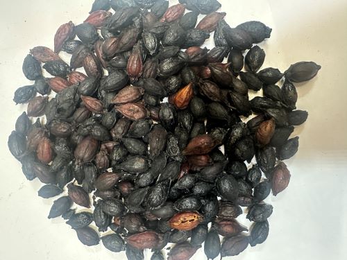 Zhi Zi Tan 梔子炭 - Gardeniae Fructus Carbonisatum