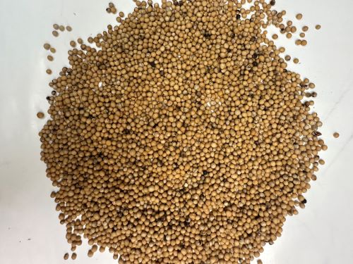 Jie ZI (Bai Jie Zi) 芥子 (白芥子) - Sinapis Semen