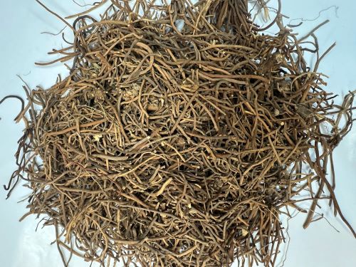 Bai Qian 白前 - Cynanchi Stauntonii  Rhizoma et Radix