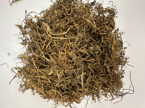 Ban Bian Lian 半邊蓮 - Lobeliae Chinensls Herba