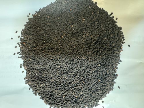 Bu Gu Zhi 補骨脂 - Psoraleae Fructus