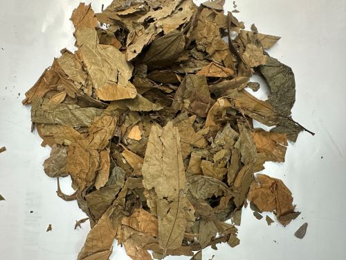 Bu Zha Ye 布渣葉 - Microctis Folium