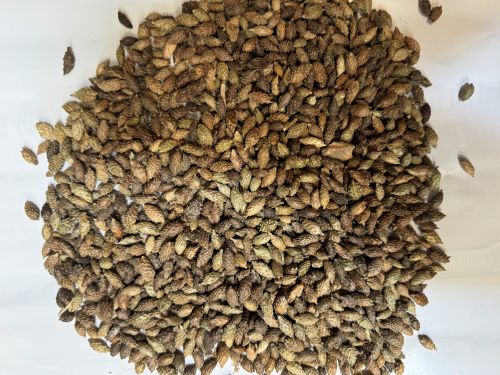 Cang Er Zi 蒼耳子 - Xanthii Fructus