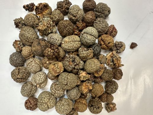 Cao Dou Kou 草豆蔻 - Alpiniae Katsumadai Semen