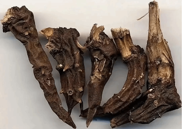 Cao Wu 草烏 - Aconiti Kusnezoffii Radix