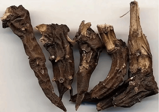 Cao Wu 草烏 - Aconiti Kusnezoffii Radix