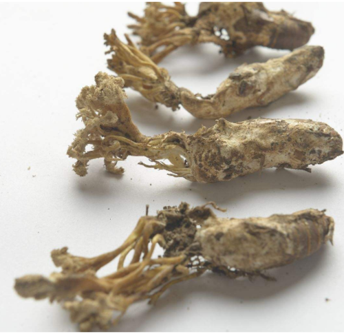 Chan Hua 蟬花 - Cordyceps Cicadae Spora