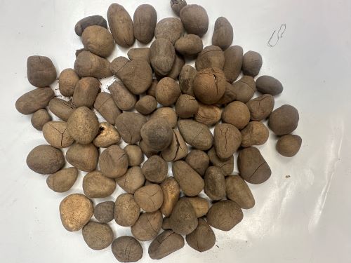 Da Feng Zi 大風子 - Hydnocarpus Anthelmintica Semen