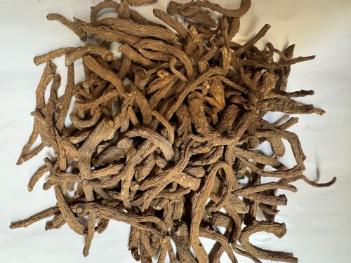 Dang Gui Wei 當歸尾 - Angelicae Sinensis Radix