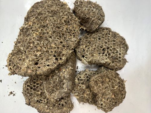 Feng Fang 蜂房 - Vespae Nidus