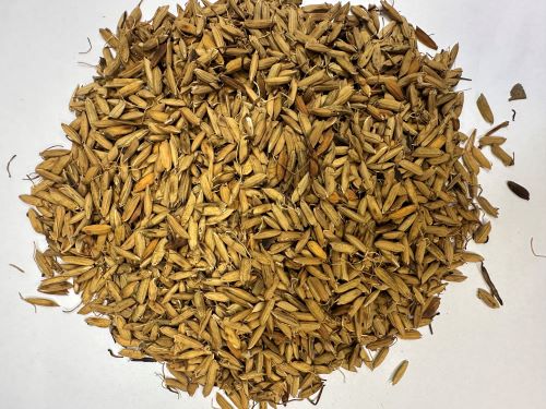 Chao Gu Ya 炒穀芽 - Setariae Fructus Germinatus Praeparata