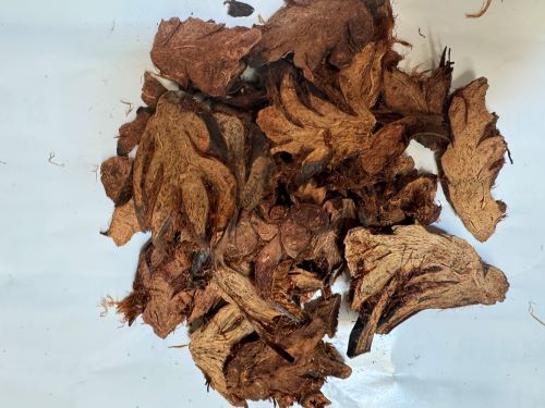 Mian Ma Guan Zhong 綿馬貫眾 - Dryopteridis Crassirhizomatis Rhizoma