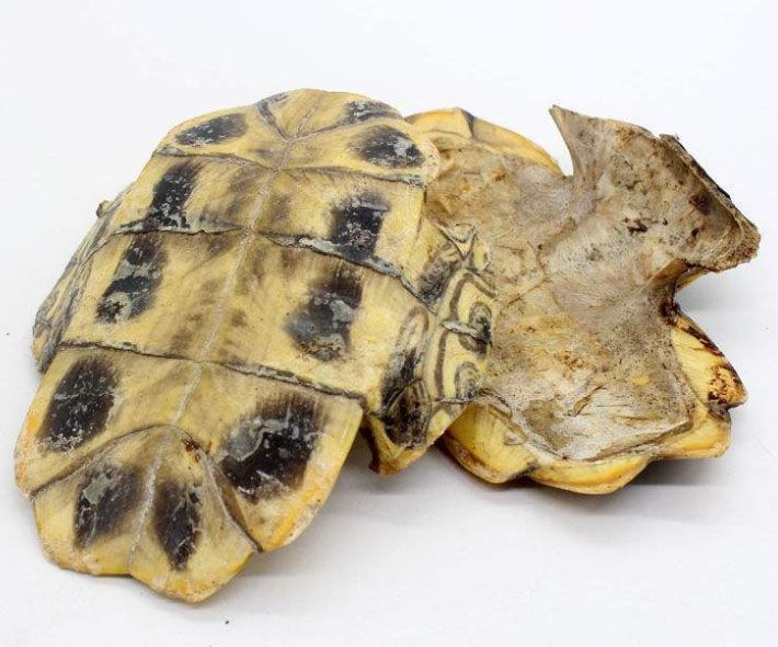 Gui Ban (Gui Jia) 龜板 (龜甲) - Testudinis Carapax et Plastrum