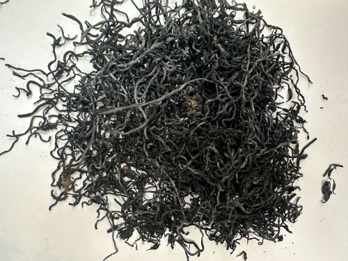 Hai Zao 海藻 - Sargassum